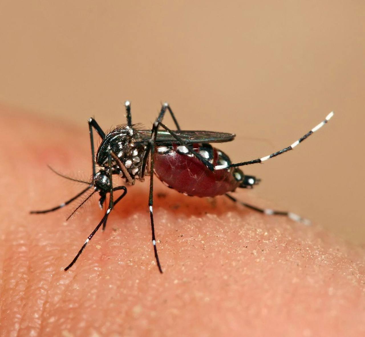 De denguemug (Aedes aegypti) brengt het virus over waar je dengue van krijgt.