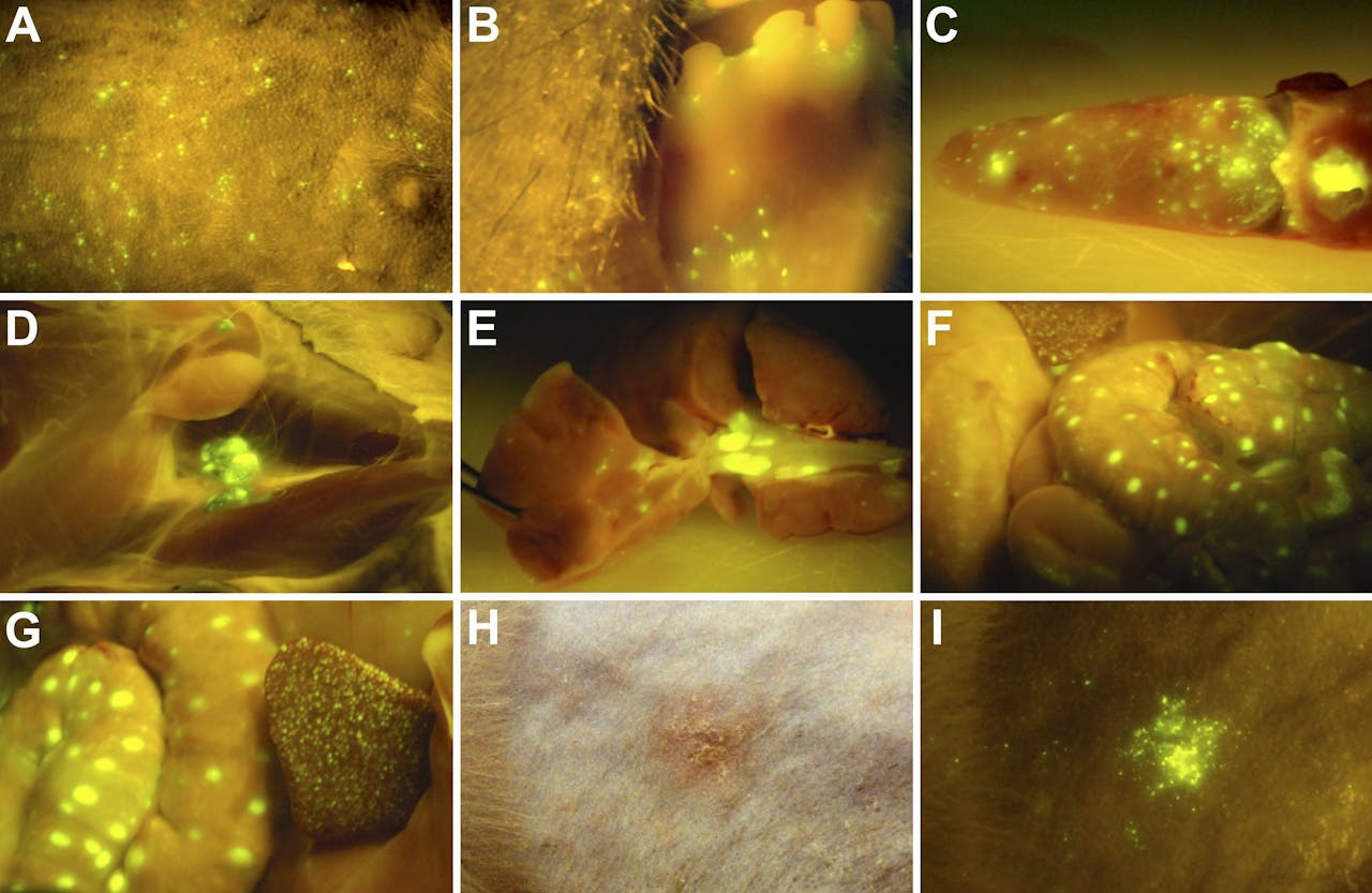 Mazeleninfectie, zichtbaar gemaakt bij makaken. Op de piek van virusreplicatie zijn fluorescerende cellen (groene puntjes) zichtbaar in de huid (A), op het tandvlees (B), op de tong © in de lymfeknopen (D-F) en in de milt (G). Enkele dagen na de piek verschijnt huiduitslag (H), waarin nog steeds fluorescerende cellen zitten (I).