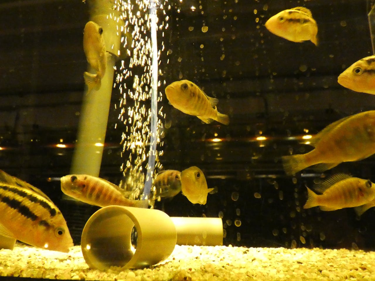 Meerdere gele vissen in een aquarium.