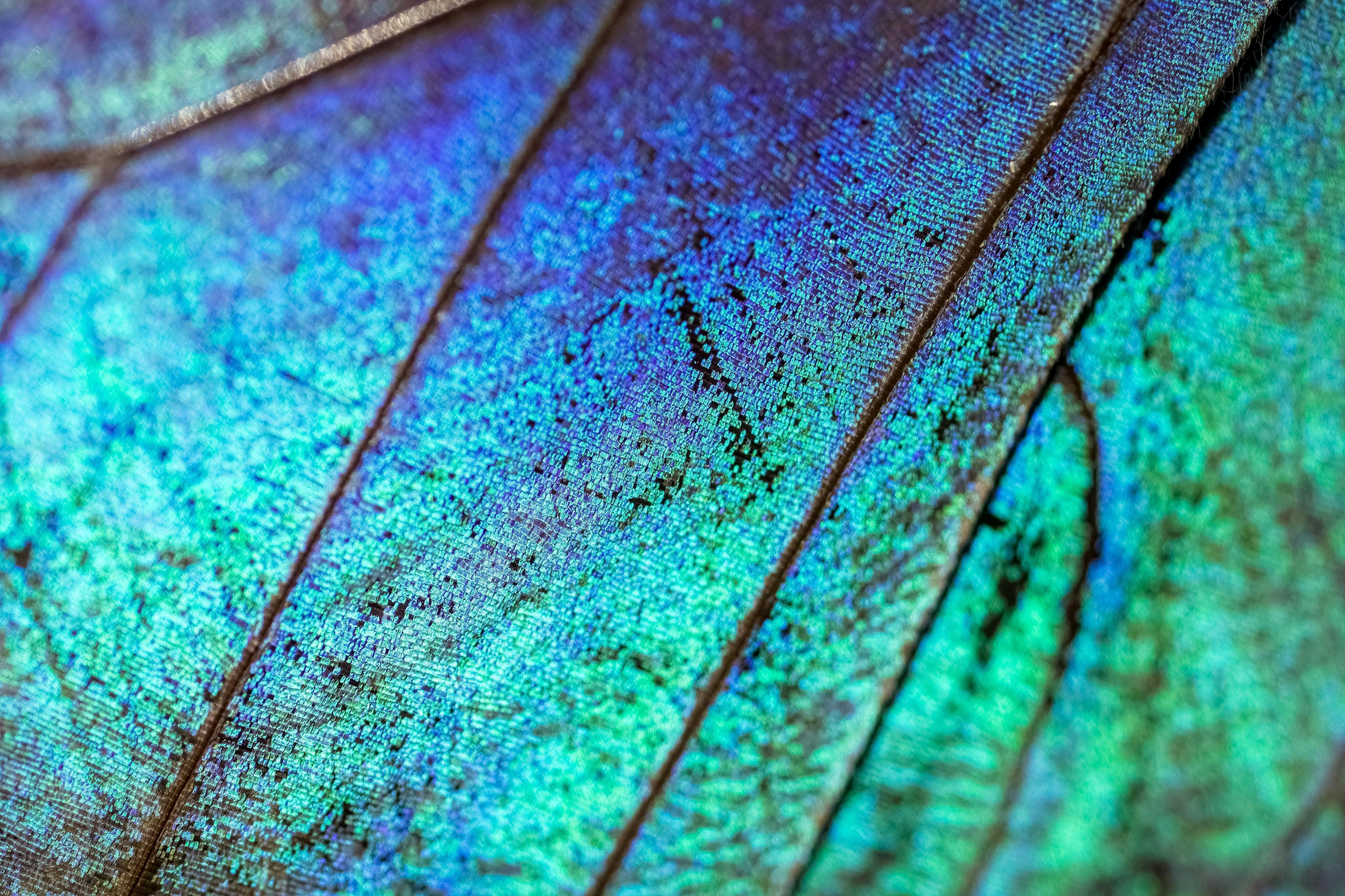 Een close-up van een blauwe en groene vlindervleugel.