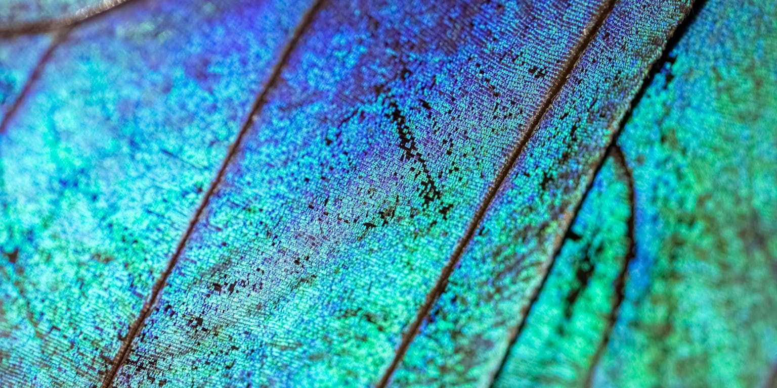 Een close-up van een blauwe en groene vlindervleugel.