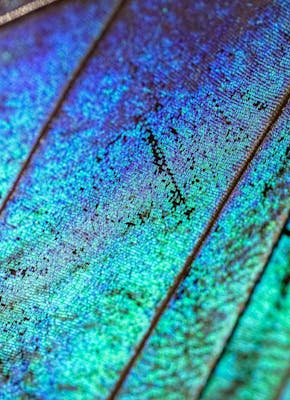 Een close-up van een blauwe en groene vlindervleugel.