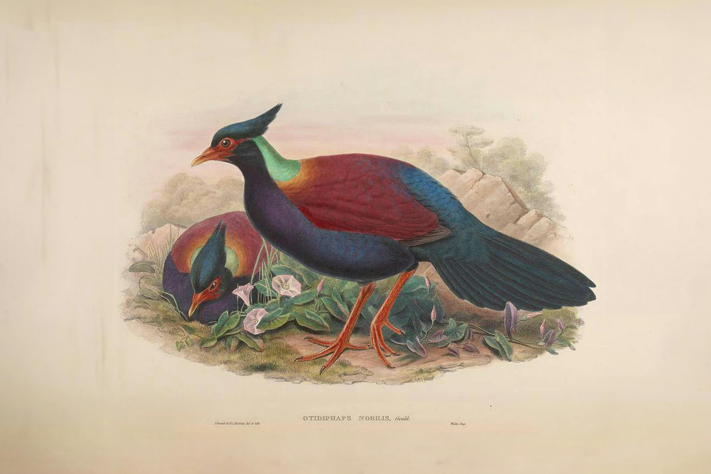 Vogeltekening John Gould