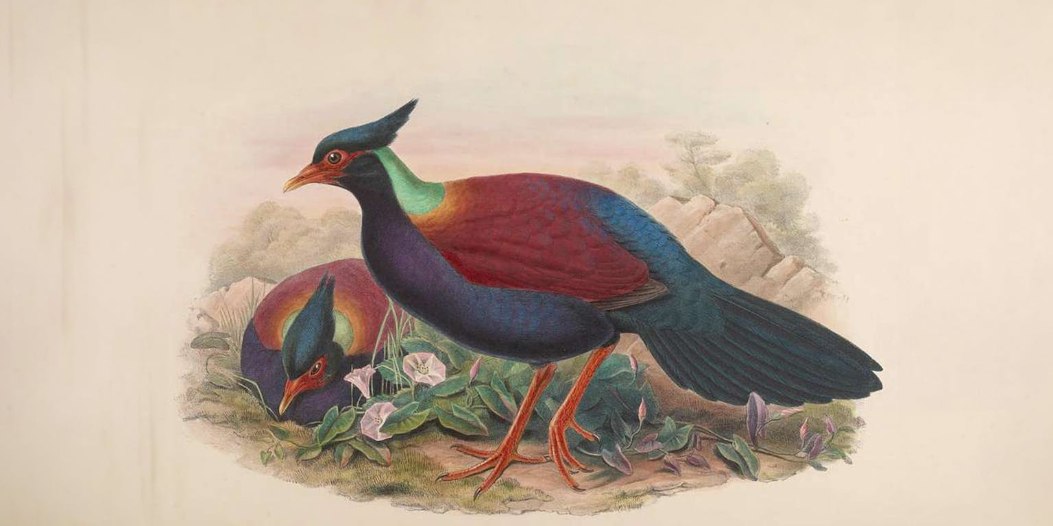 Vogeltekening John Gould