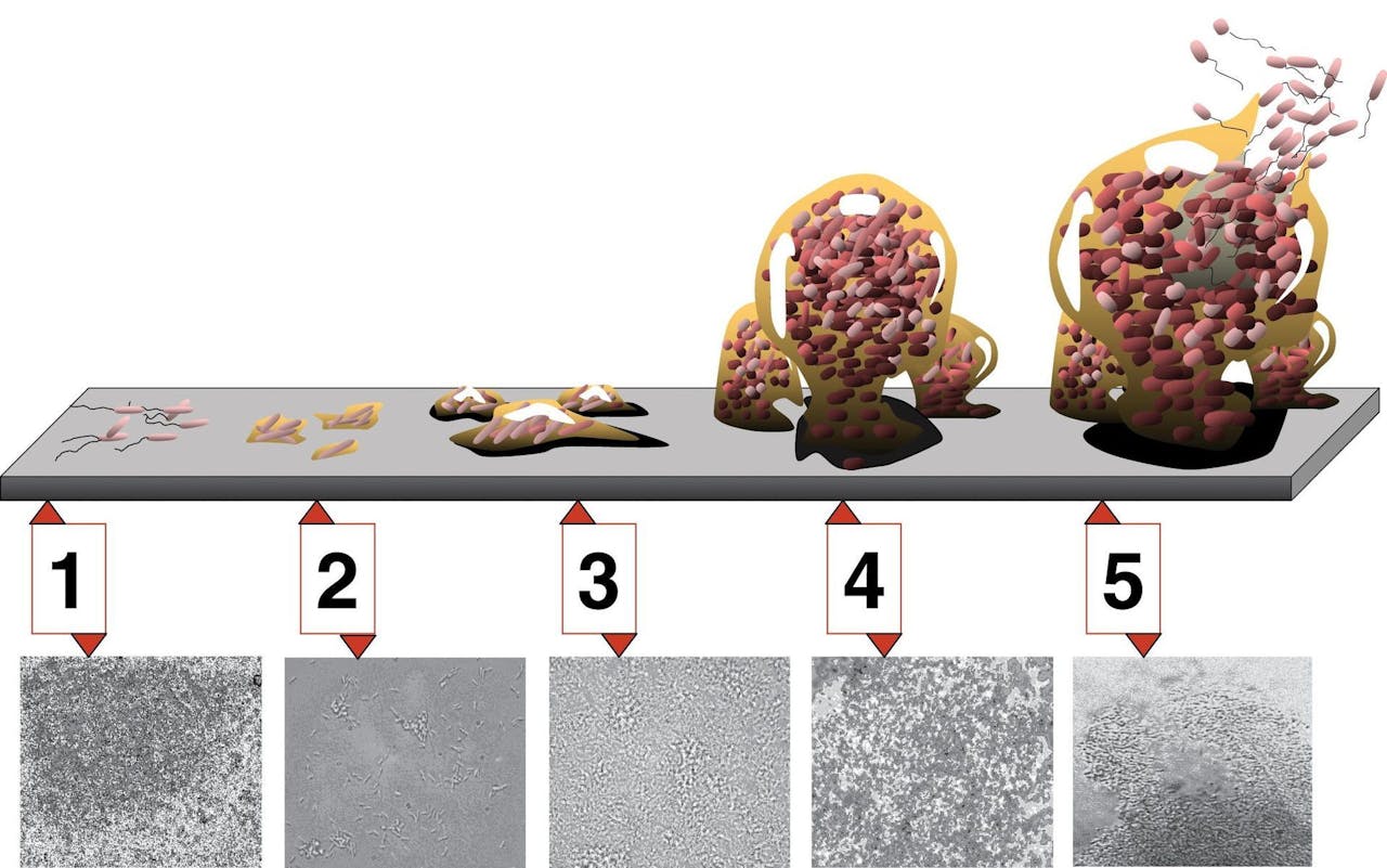 Hoe ontstaat een biofilm? Eerst hechten bacteriën zich aan het oppervlak van het materiaal (1). Ze scheiden stoffen uit waardoor ze vast blijven zitten (2) en beginnen zich in de slijmlaag te vermenigvuldigen (3). De biofilm wordt steeds dikker (4) en uiteindelijk komen sommige bacteriën los uit de laag om zich te verspreiden (5).