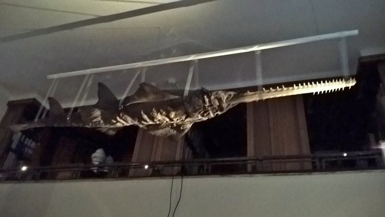 In de nok van de Wunderkammer hangt de zaagtandhaai uit het Boerhaave Museum (datering 1800-1900, inventarisnummer V25853)