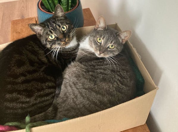 Olaf en Freya, de katten van redacteur Sterre Leufkens, samen in een kartonnen doos