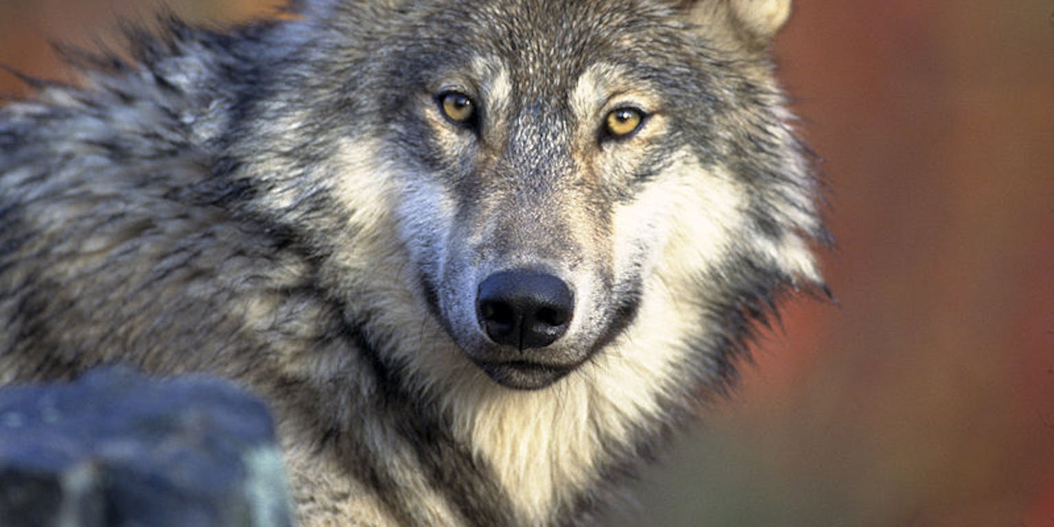 Een close-up van een wolvenkop.