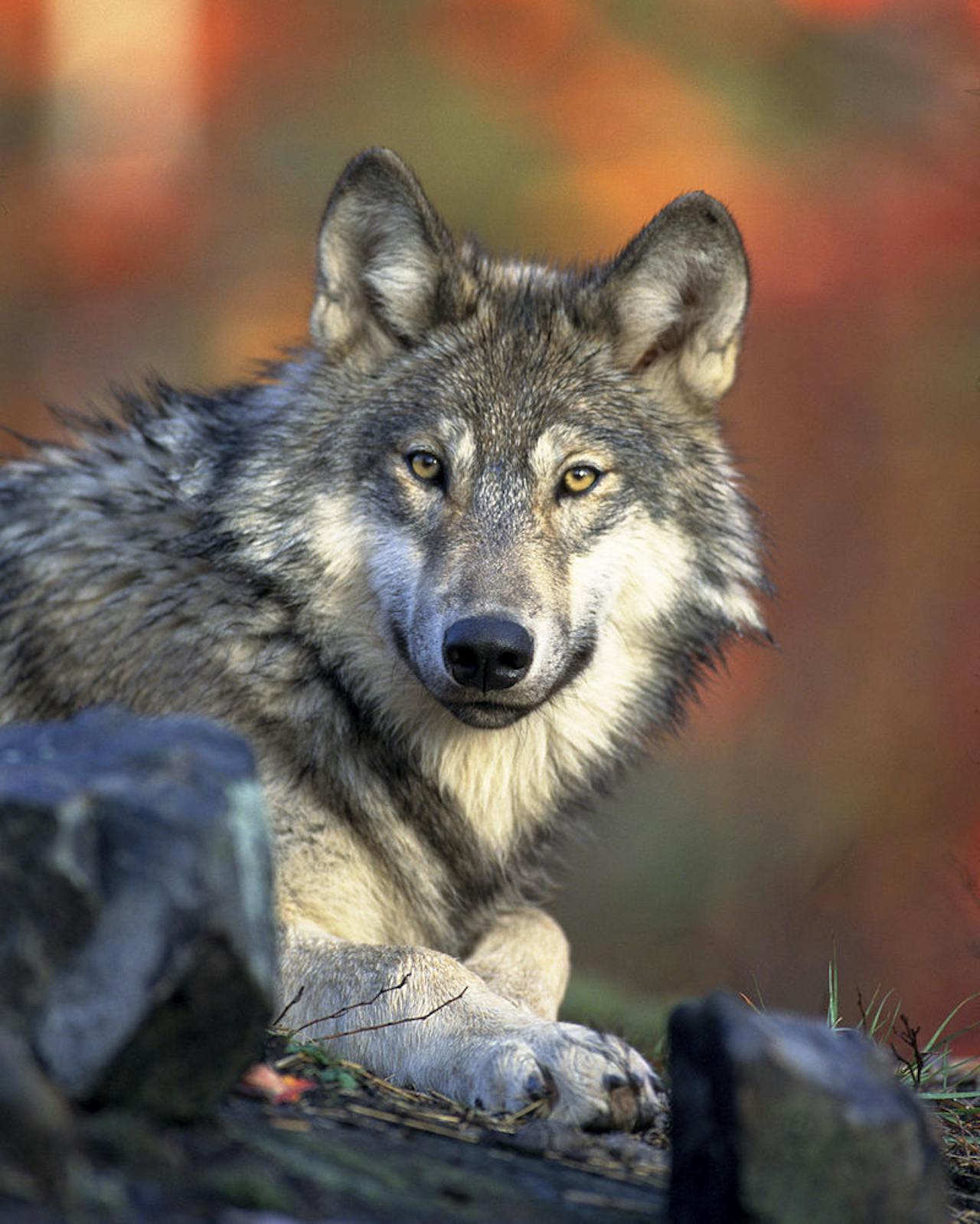 Een close-up van een wolvenkop.