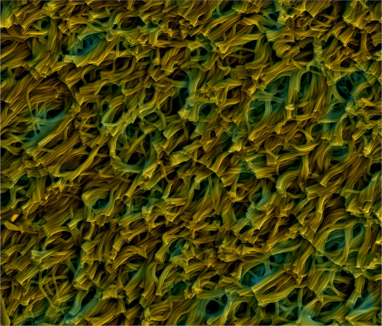 Een close-up van een tapijt? Nee, het zijn piepkleine trilhaartjes van een magnetisch, rubberachtig materiaal.