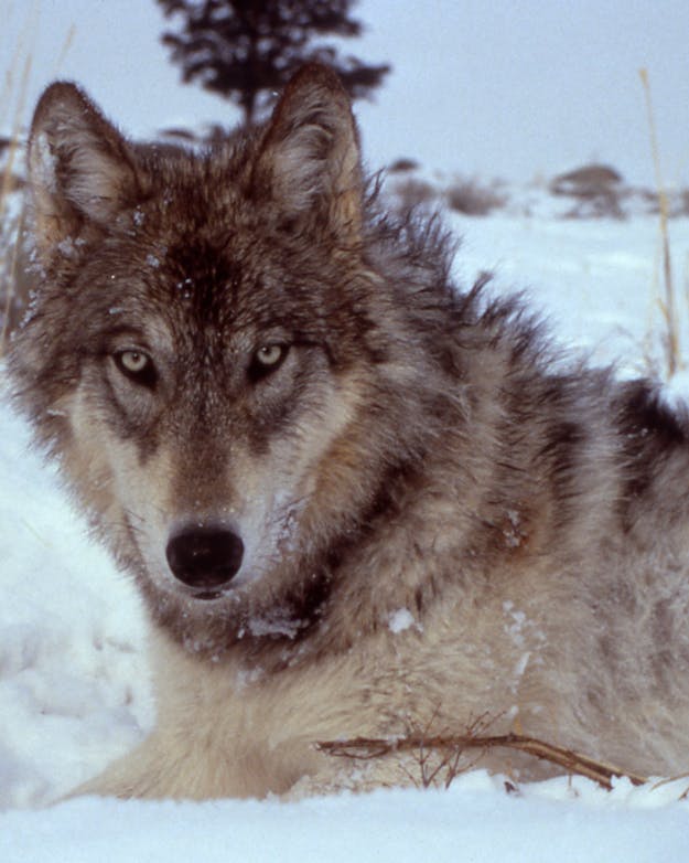 Een wolf in Yellowstone National Park. Een wolf in een sneeuwlandschap.