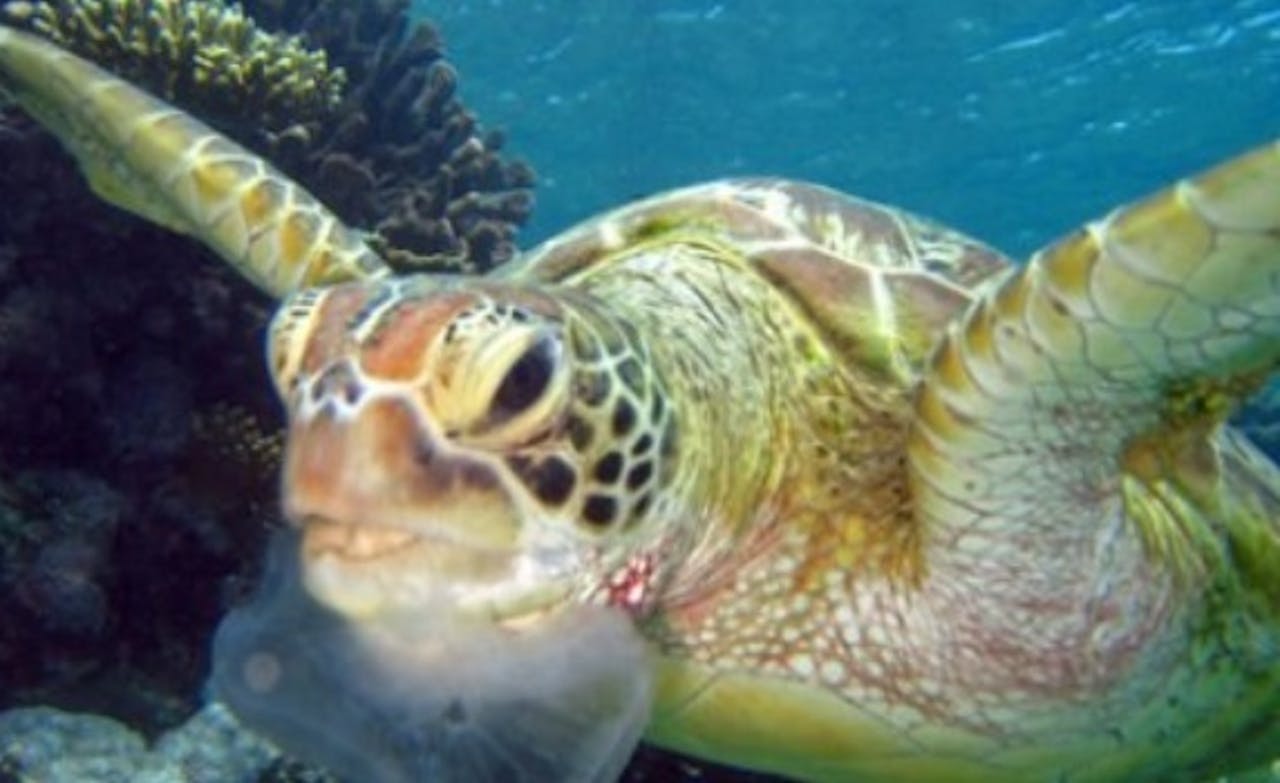 Een groene zeeschildpad met een stuk plastic in zijn bek.