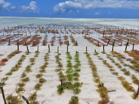 Een zeewierboerderij in Tanzania. Een hagelwit strand met rijen aangeplant zeewier, tegen een blauwe lucht.