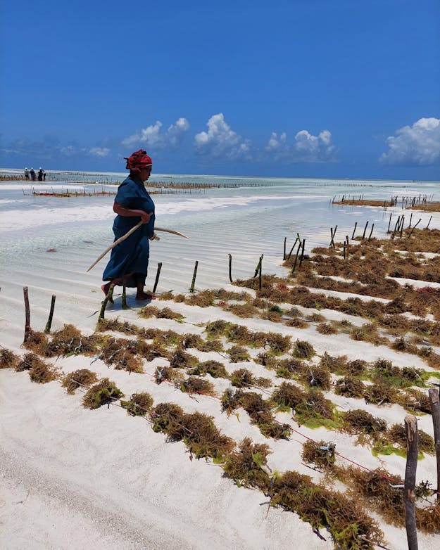 Een hagelwit strand met rijen aangeplant zeewier. Een vrouw kijkt naar de rijen. De lucht is blauw. Een hagelwit strand met rijen aangeplant zeewier. Een vrouw kijkt naar de rijen. De lucht is blauw.