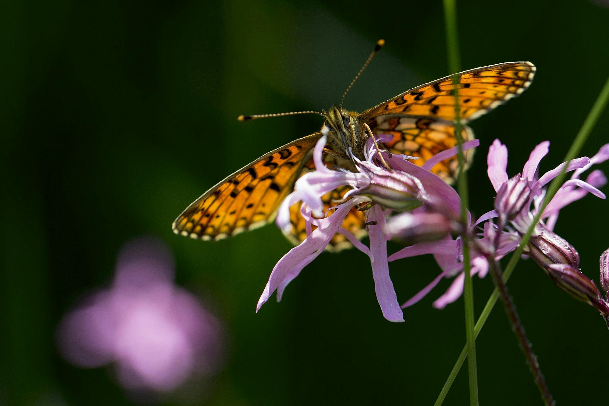 Een gele vlinder met donkere stippen op de vleugels (soort: zilveren maan) zit op een paarse bloem.