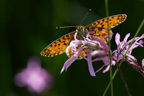 Een gele vlinder met donkere stippen op de vleugels (soort: zilveren maan) zit op een paarse bloem.