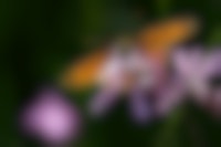 Een gele vlinder met donkere stippen op de vleugels (soort: zilveren maan) zit op een paarse bloem.