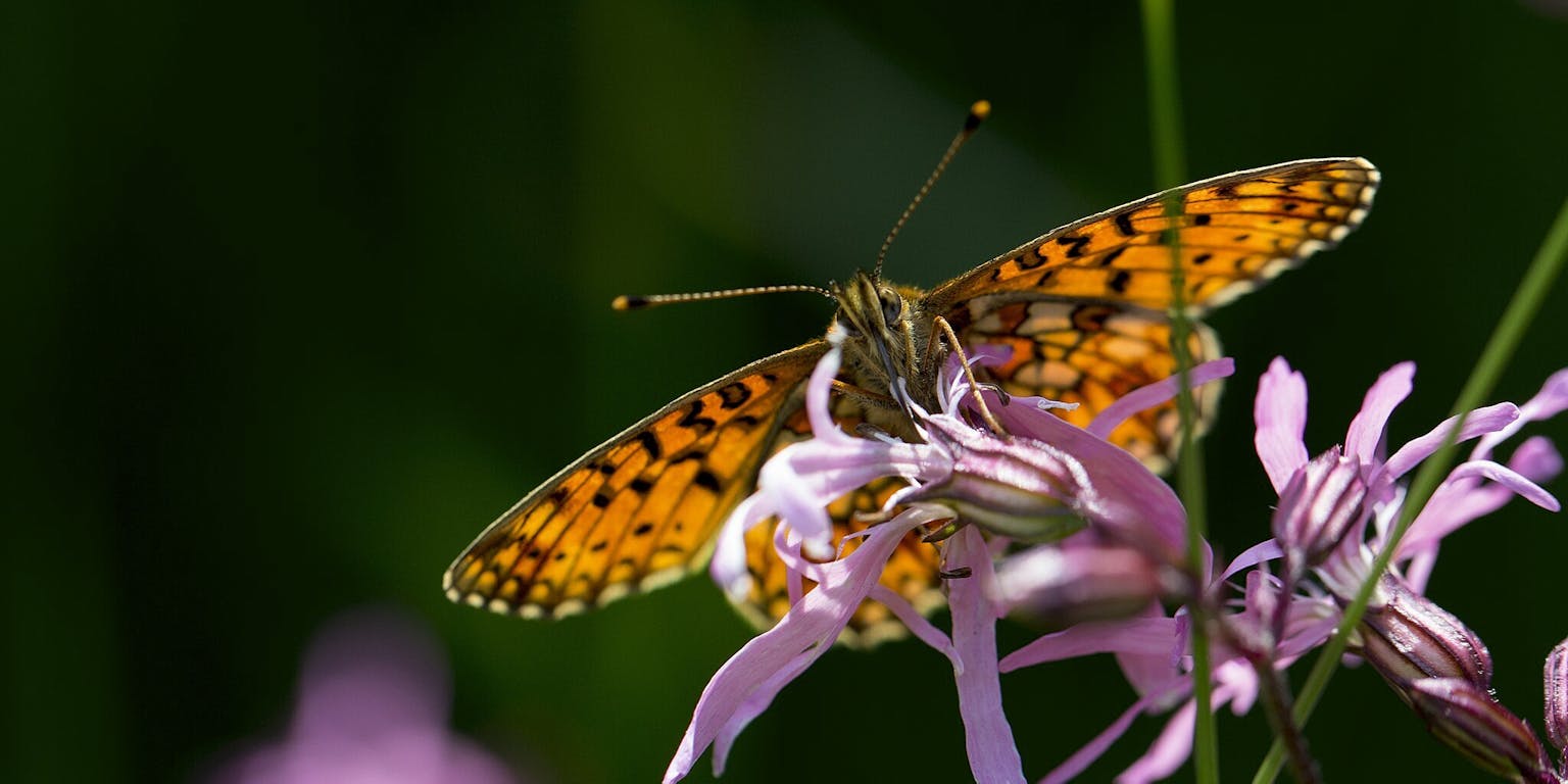 Een gele vlinder met donkere stippen op de vleugels (soort: zilveren maan) zit op een paarse bloem.