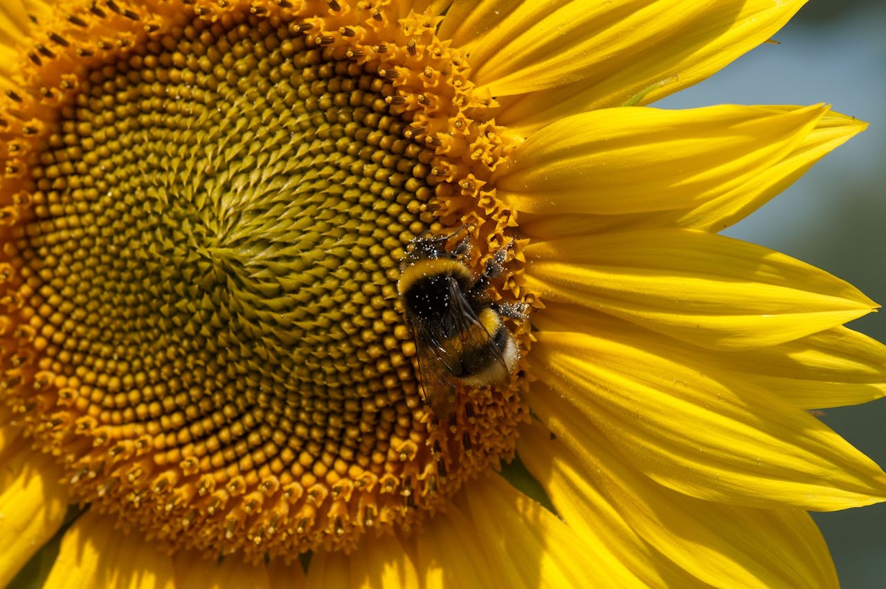 Een bij zit in het midden van een zonnebloem.