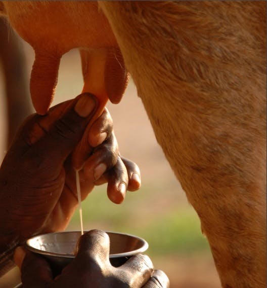 Een persoon die een koe melkt.