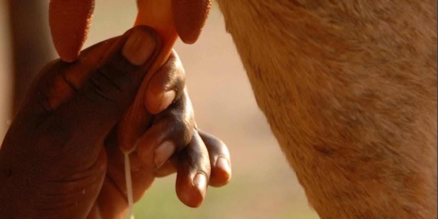 Een persoon die een koe melkt.