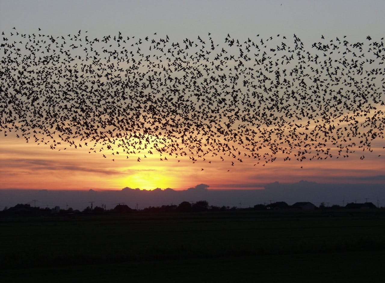 Het aantal vogels in Nederland is de laatste veertig jaar gelijk gebleven, de diversiteit is afgenomen.