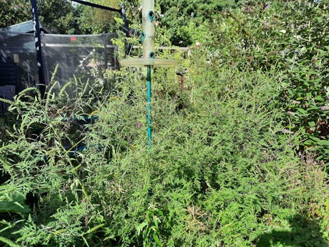 Alsemambrosia onder de vogelvoederplaats in de tuin van Arnold van Vliet. Begroeiing rond een vogelvoerplaats op een grote paal.