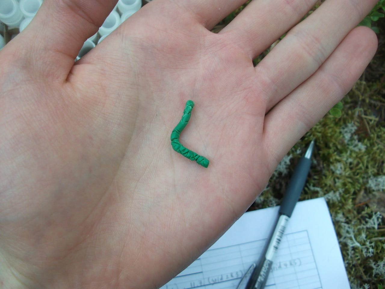 Sporen van aanval op een rups van klei. Deze rups is herhaaldelijk gepikt door de snavel van een vogel. Dit zie je aan de wigvormige sporen in de klei.