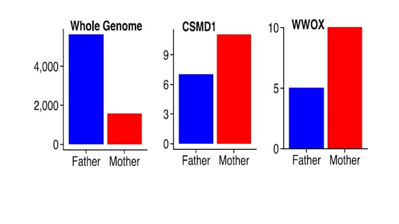 Een grafiek van het absolute aantal de novo mutaties afkomstig van de vader (blauw) en de moeder (rood) in drie gebieden.