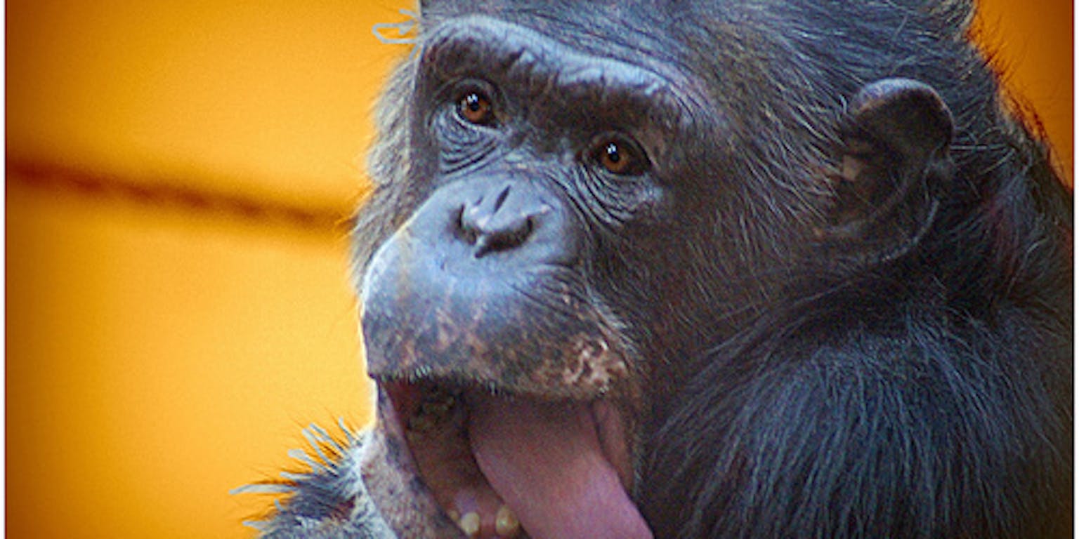 Een chimpansee met zijn tong uit zijn mond. De achtergrond is oranje.
