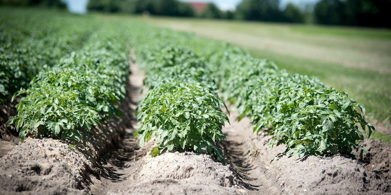 Aardappelteelt in een veld.