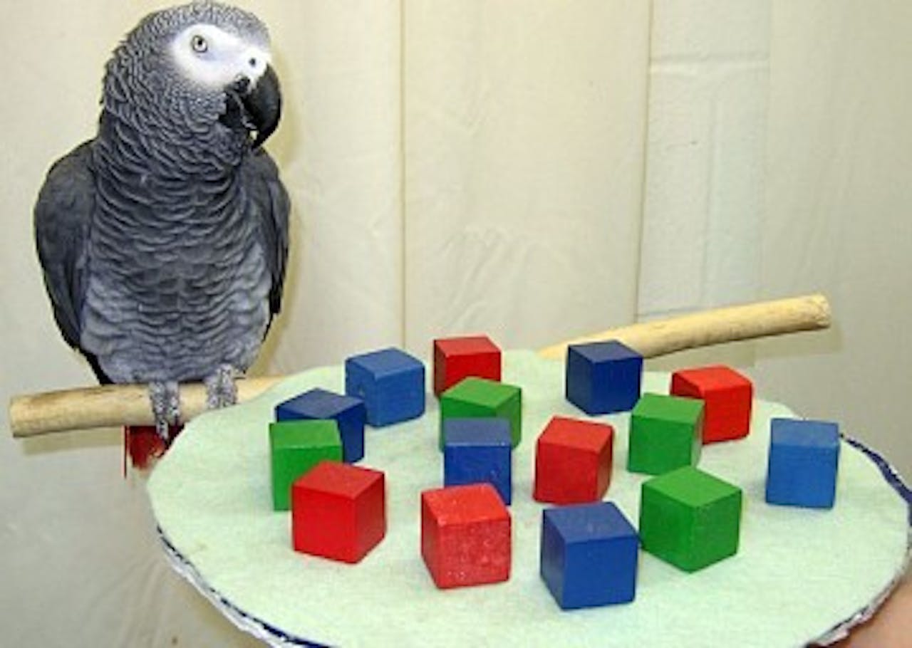 Een grijze papegaai zittend op een bord met kleurrijke blokken.