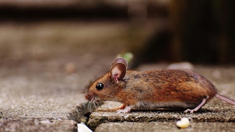 Muizen zonder darmbacteriën zijn niet alleen minder sociaal, maar kunnen ook minder goed leren. Rennende bruine muis op een stenen ondergrond.