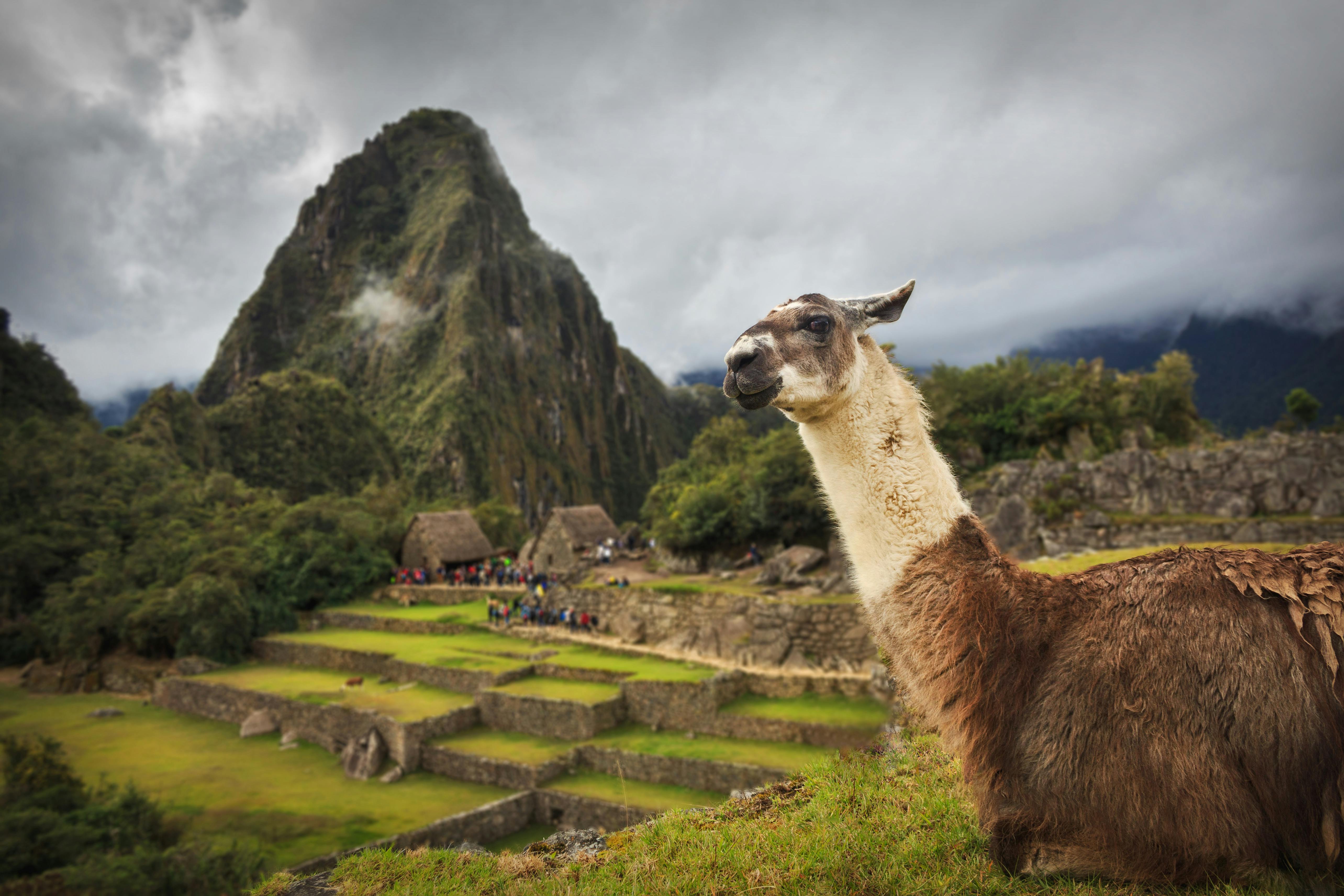 Een alpaca bij machu pichu