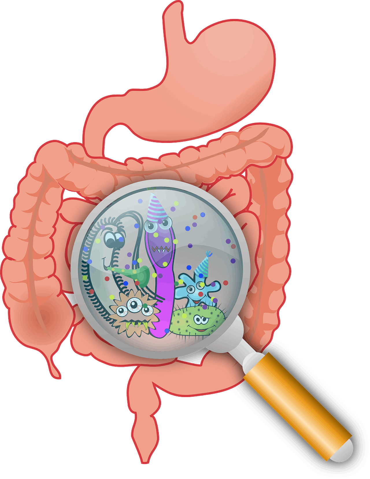 Een illustratie van de darmen. Met een vergrootglas wordt er ingezoomd op de bacteriën die leven in de darmen.
