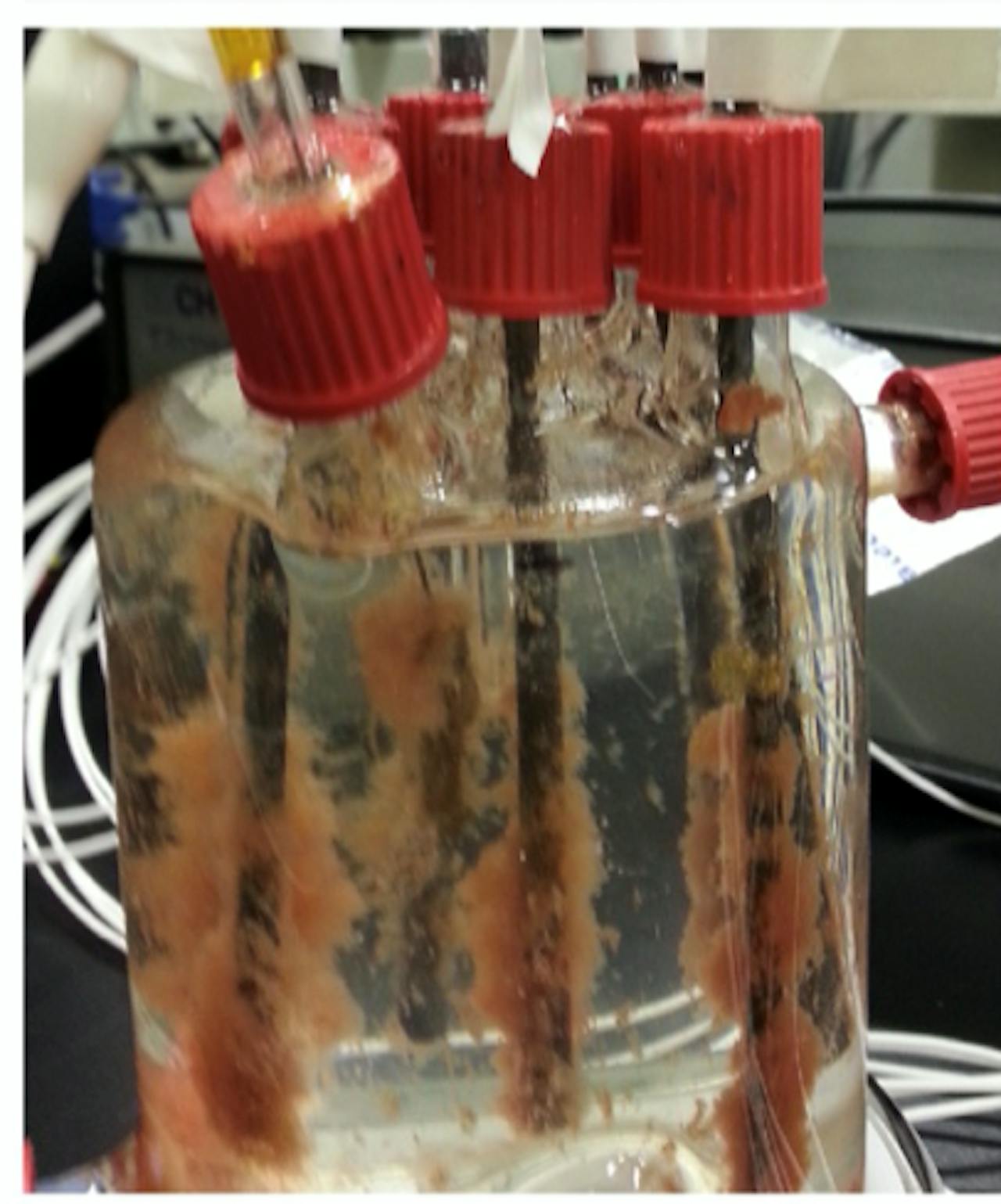 De anammoxbacterie groeit op een elektrode in afvalwater en zet ammonium om in stroom.