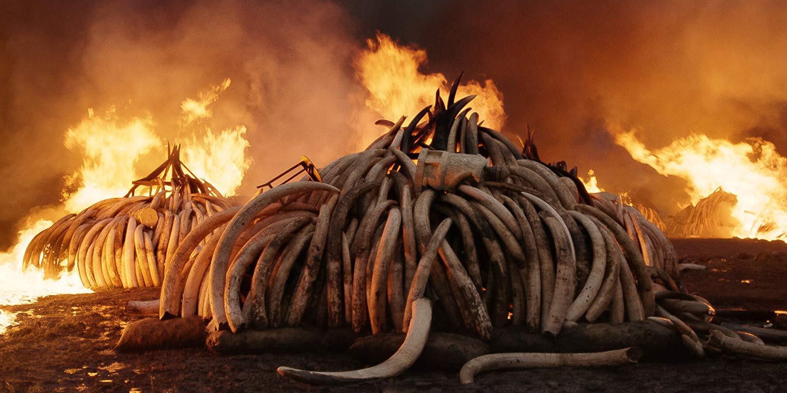 Een groep slagtanden van olifanten staat in brand.