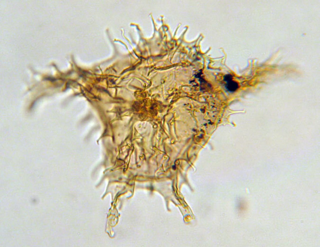 De Apectodinium augustum, in de verschijning van een cyste. Dit is een (sub)tropische dinoflagellatensoort die alleen voorkomt tijdens de warme periode aan de start van het Eoceen.