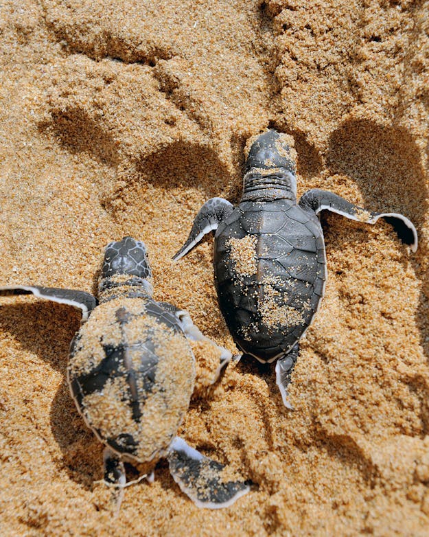 Babyschildpadden Babyschildpadden