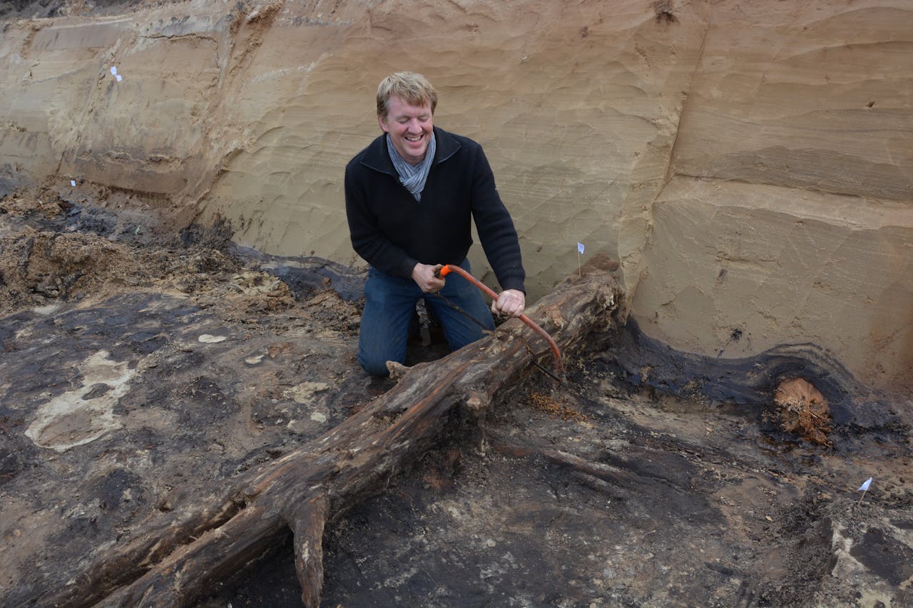 Jos Bazelmans zaagt een stuk van de oerboom af