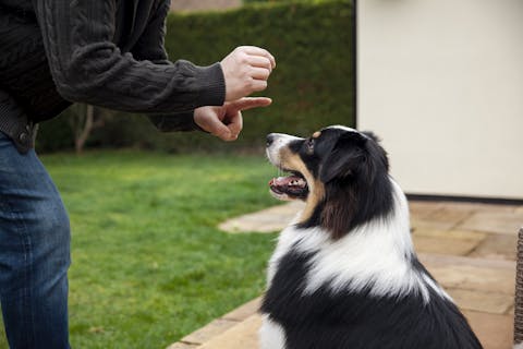 Hoofdpersoon Eefje volgt een hondencursus met haar hond Max, maar gebruikt de lessen verkeerd. Een bordercollie zit en kijkt naar zijn baasje. Die steekt een vinger op naar de hond.