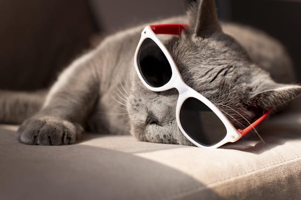 Kat liggen op de bank met een zonnebril op.