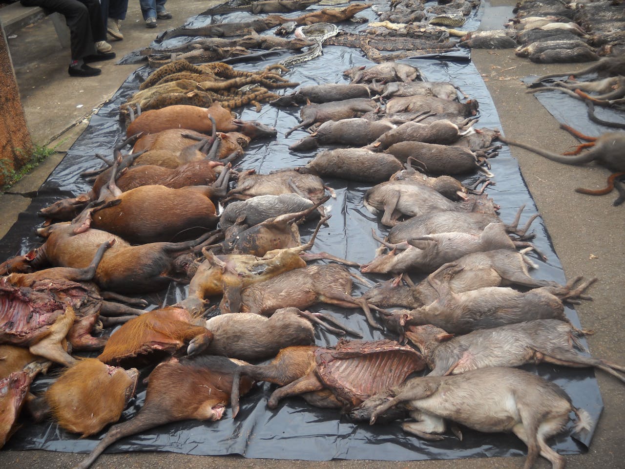 In beslag genomen dieren die illegaal zijn geschoten in Kameroen.
