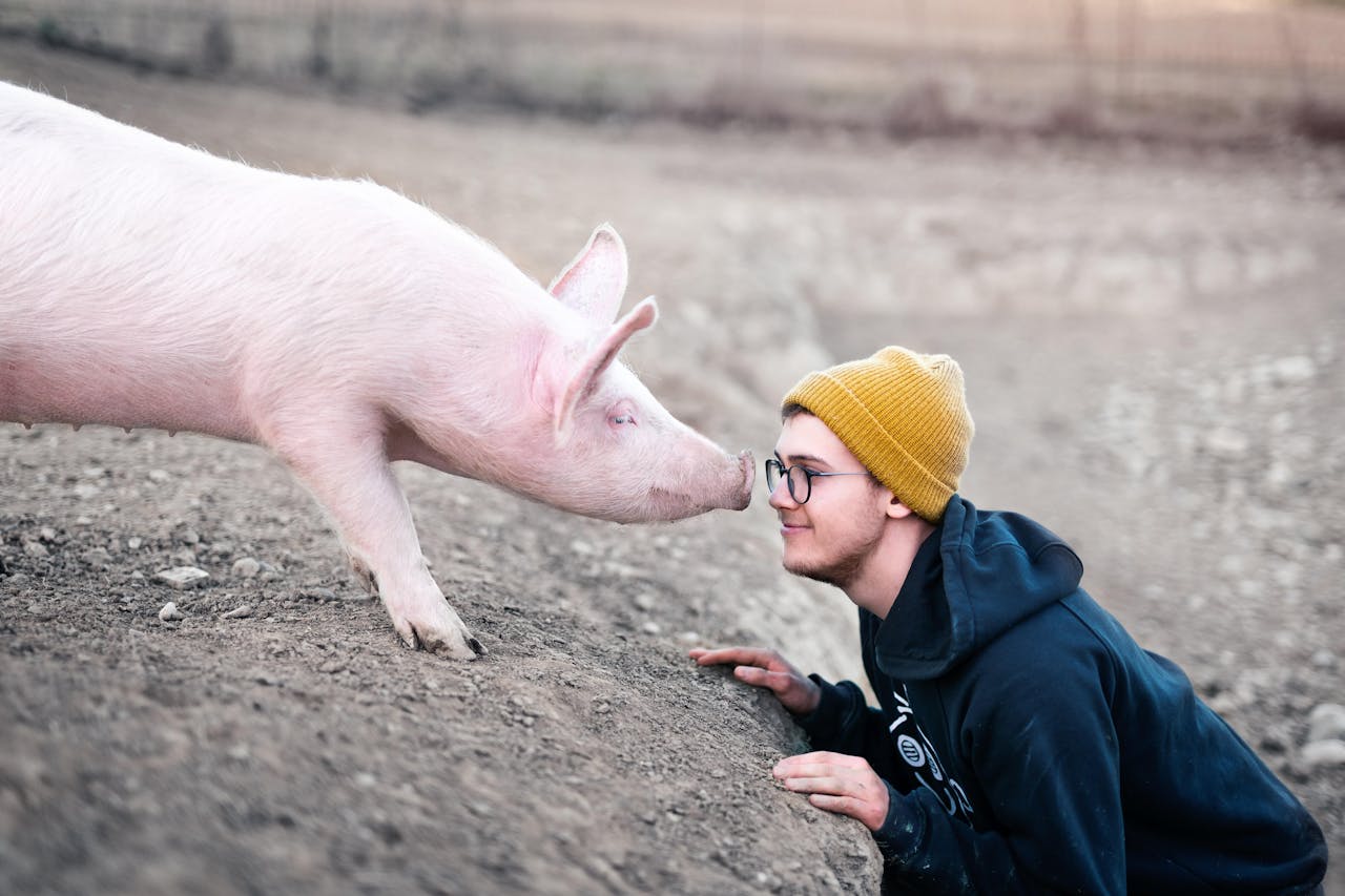 In ons thema Het dier als donor lees je meer over dieren als bron van donororganen.