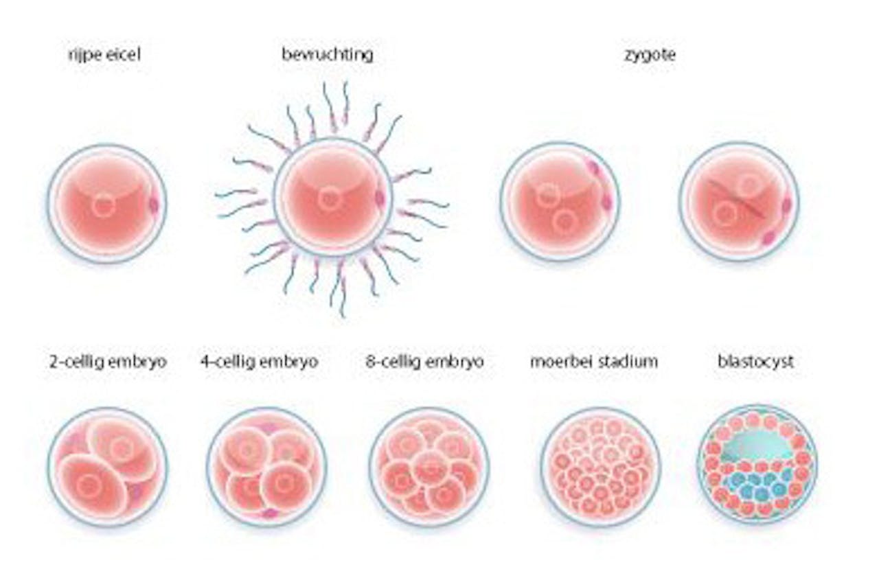 Een diagram die de ontwikkelingstadia van een bevruchte eicel weergeeft.