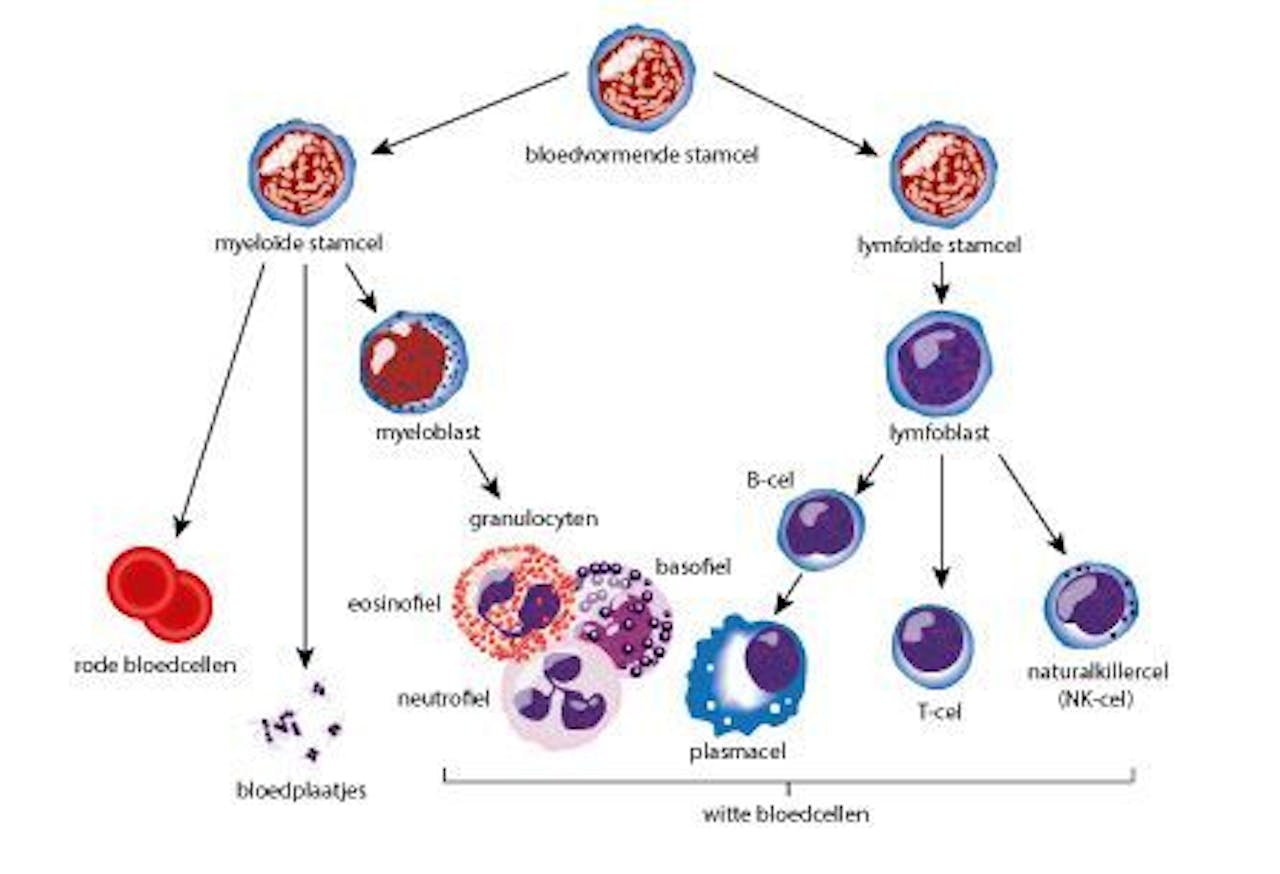 Een diagram die de vormen van bloedcellen uit beenmergstamcellen (hematopoiesis) laat zien.