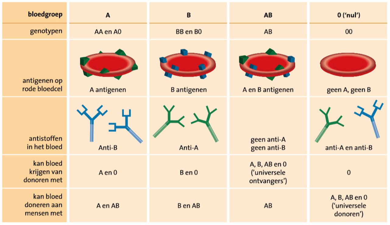 Een diagram dat de verschillende soorten bloedgroepen toont.