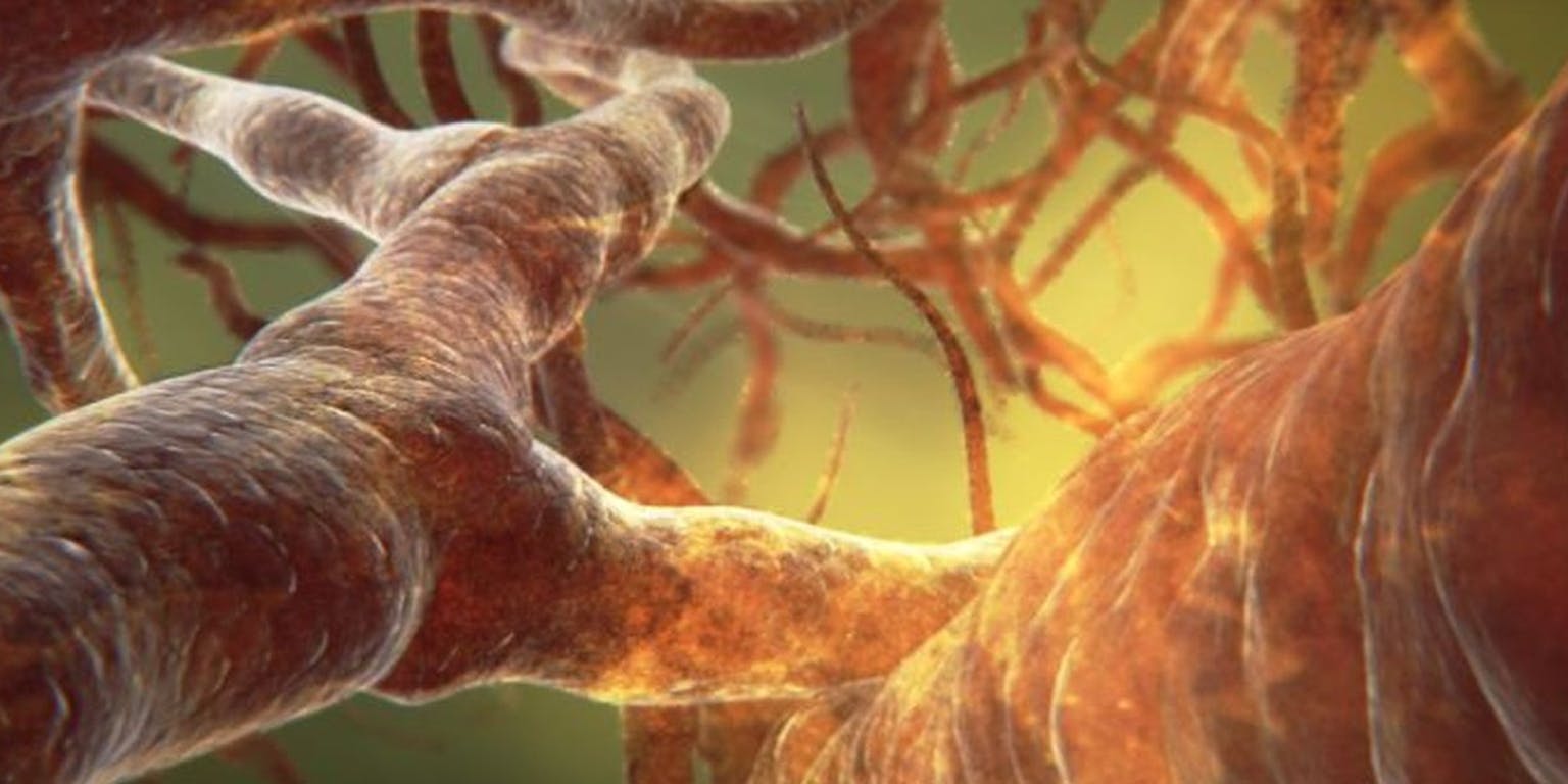 Een close-up afbeelding van bloedvaten.