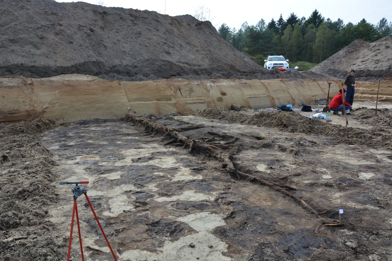 De langste boom die intact is gevonden was meer dan 18 meter lang.