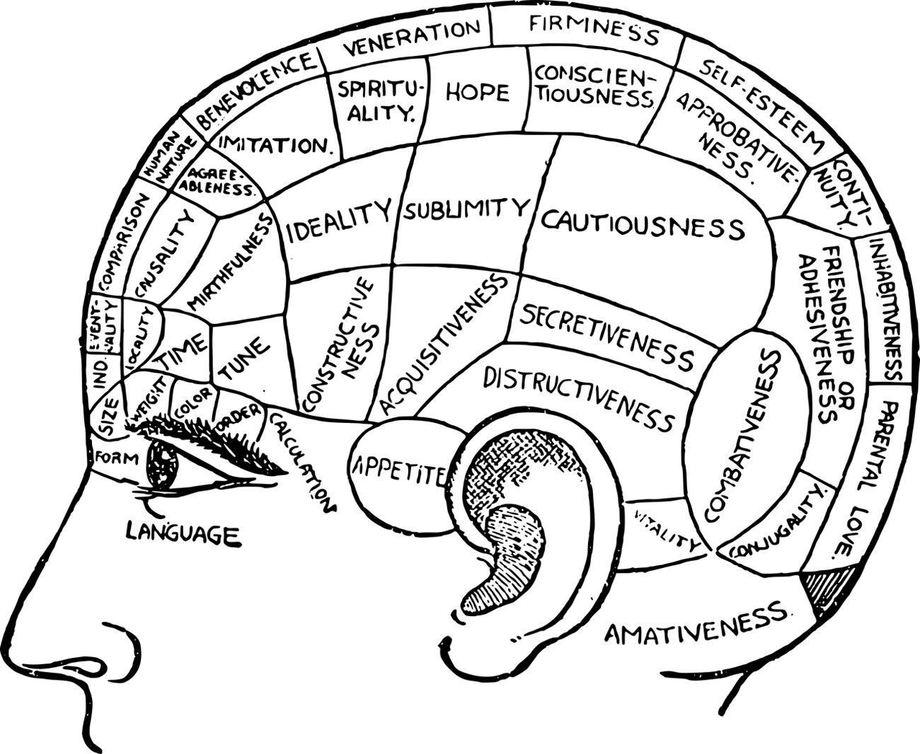 Een tekening van een hoofd waarin de hersengebieden ingetekend zijn.